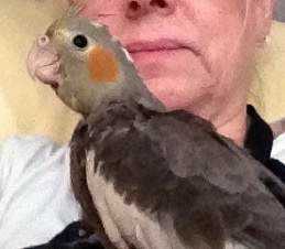 Lost Cockatiel