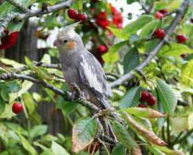 Lost Cockatiel