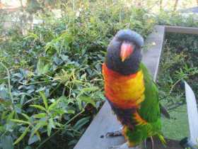 Lost Lory / Lorikeet