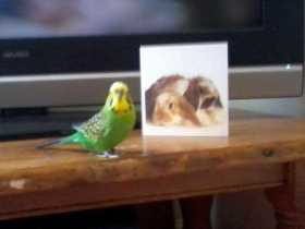 Lost Budgerigar