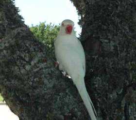 Lost Indian Ringneck Parakeet