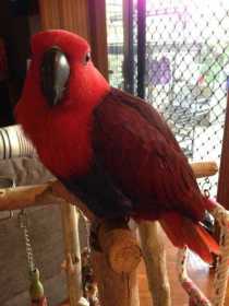 Lost Eclectus