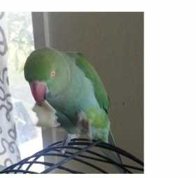 Lost Indian Ringneck Parakeet