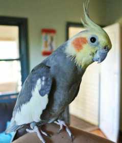 Lost Cockatiel