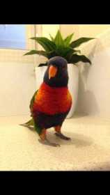 Lost Lory / Lorikeet