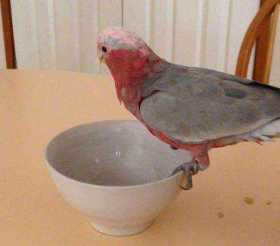 Lost Galah Cockatoo