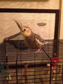 Lost Cockatiel