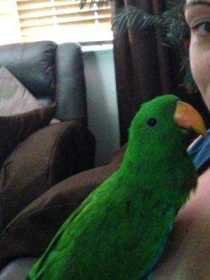 Lost Eclectus