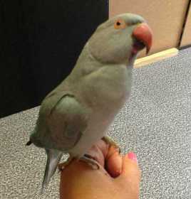 Lost Indian Ringneck Parakeet