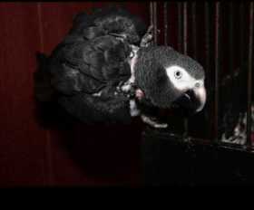 Lost African Grey