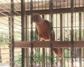 Lost Conure