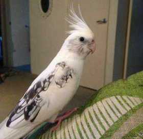 Lost Cockatiel