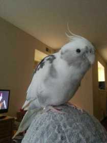 Lost Cockatiel