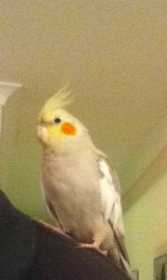 Lost Cockatiel