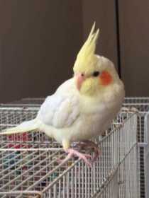 Lost Cockatiel