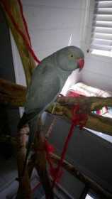 Lost Indian Ringneck Parakeet