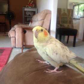 Lost Cockatiel