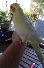 Lost Cockatiel