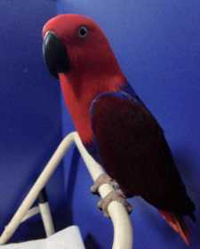 Lost Eclectus