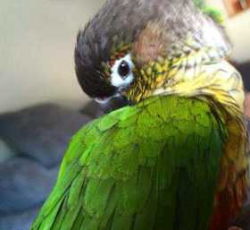 Lost Conure