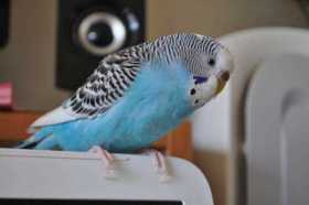 Lost Budgerigar