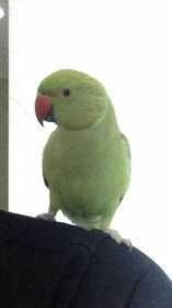 Lost Indian Ringneck Parakeet