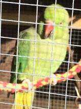 Lost Indian Ringneck Parakeet