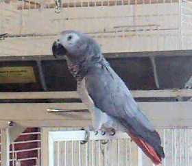 Lost African Grey