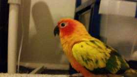 Lost Conure