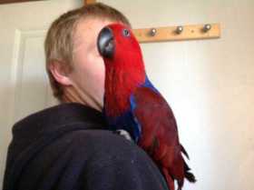 Lost Eclectus