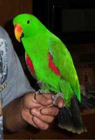 Lost Eclectus