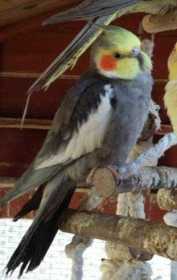 Lost Cockatiel