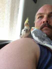 Lost Cockatiel