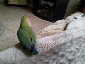 Lost Lovebird