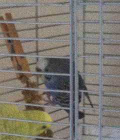 Lost Budgerigar