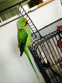 Lost Indian Ringneck Parakeet