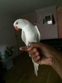 Lost Indian Ringneck Parakeet