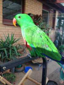 Lost Eclectus