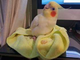 Lost Cockatiel