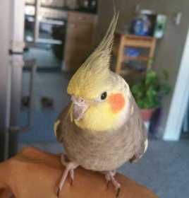 Lost Cockatiel