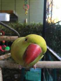 Lost Indian Ringneck Parakeet