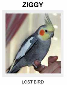 Lost Cockatiel