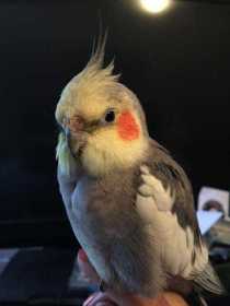 Lost Cockatiel