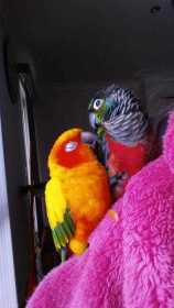 Lost Conure