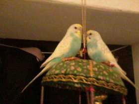 Lost Budgerigar