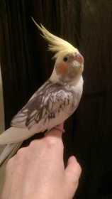 Lost Cockatiel