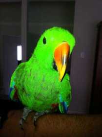 Lost Eclectus