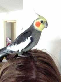 Lost Cockatiel