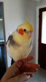 Lost Cockatiel