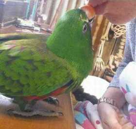 Lost Eclectus